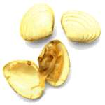 logo Operation Clambake